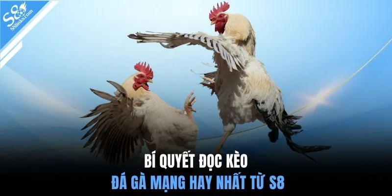 Bí quyết đọc kèo đá gà mạng hay nhất từ S8