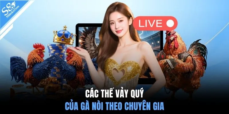 Các thế vảy quý của gà nòi theo chuyên gia
