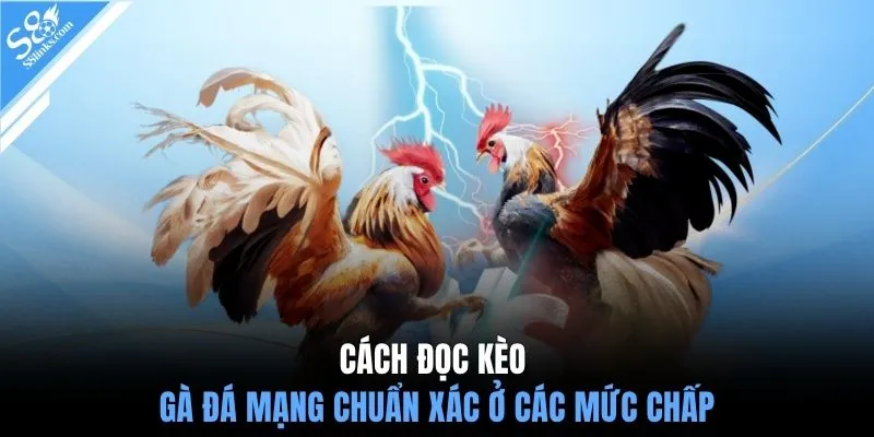 Cách đọc kèo gà đá mạng chuẩn xác ở các mức chấp
