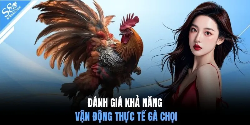 Đánh giá khả năng vận động thực tế gà chọi
