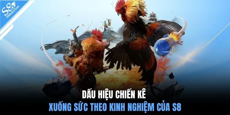 Dấu hiệu chiến kê xuống sức theo kinh nghiệm của S8