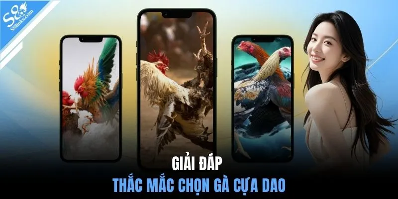 Giải đáp thắc mắc chọn gà cựa dao