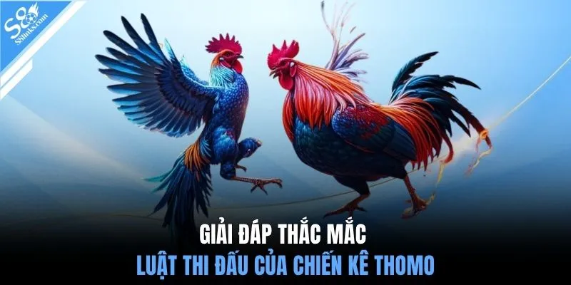 Giải đáp thắc mắc luật thi đấu của chiến kê Thomo