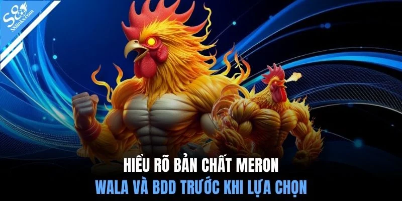 Hiểu rõ bản chất Meron, Wala và BDD trước khi lựa chọn