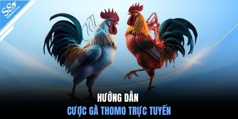 Hướng dẫn cược gà Thomo trực tuyến
