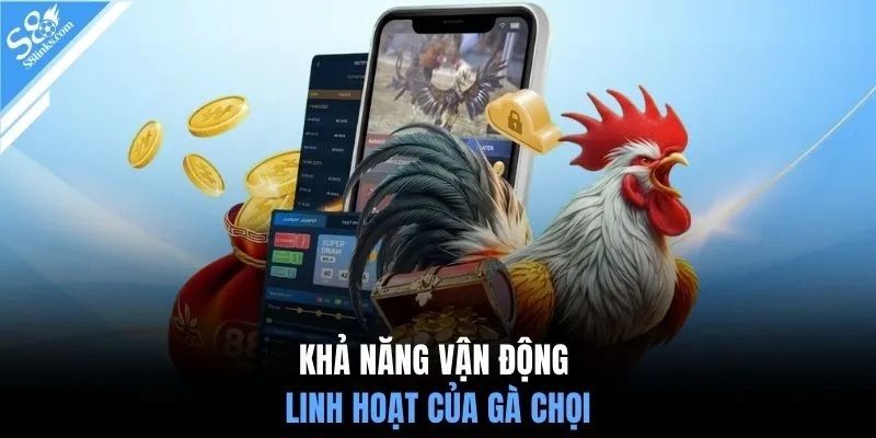 Khả năng vận động linh hoạt của gà chọi