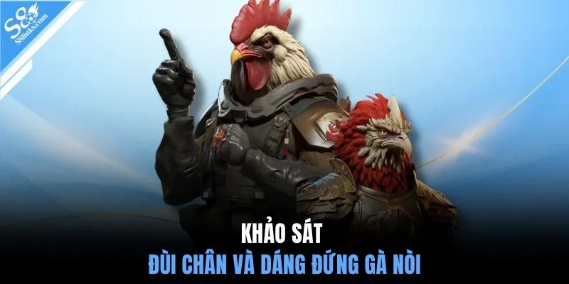 Khảo sát đùi chân và dáng đứng gà nòi