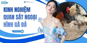 Kinh Nghiệm Quan Sát Ngoại Hình Gà Đá