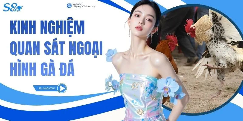 Kinh Nghiệm Quan Sát Ngoại Hình Gà Đá