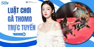 Luật Chơi Gà Thomo Trực Tuyến
