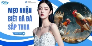 Mẹo Nhận Biết Gà Đá Sắp Thua