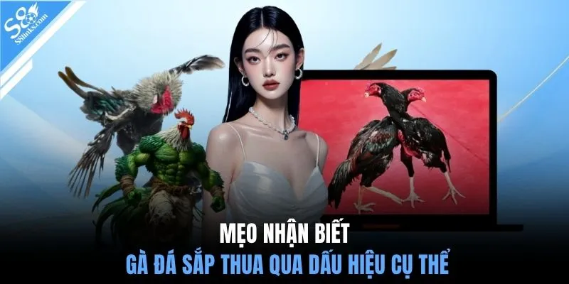 Mẹo nhận biết gà đá sắp thua qua dấu hiệu cụ thể