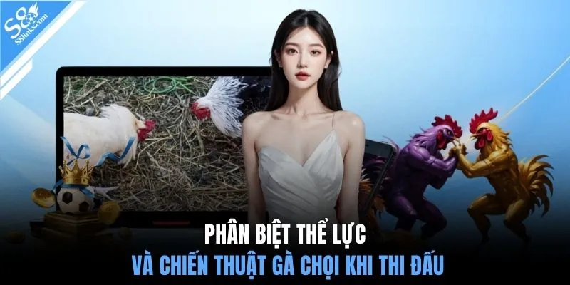 Phân biệt thể lực và chiến thuật gà chọi khi thi đấu