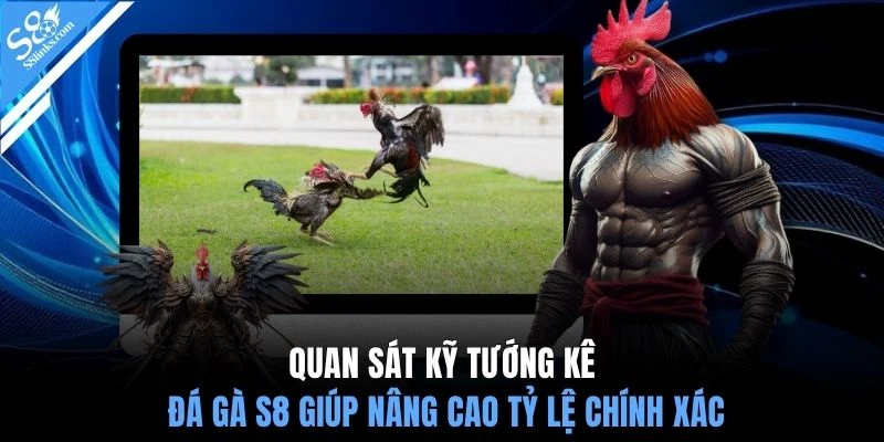Quan sát kỹ tướng kê đá gà S8 giúp nâng cao tỷ lệ chính xác