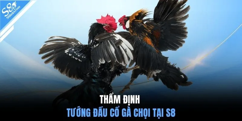 Thẩm định tướng đầu cổ gà chọi tại S8